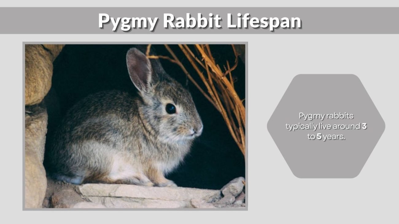 Pygmy Rabbit Lifespan