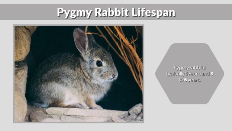 Pygmy Rabbit: Size, Lifespan, Habitat & Complete Guide