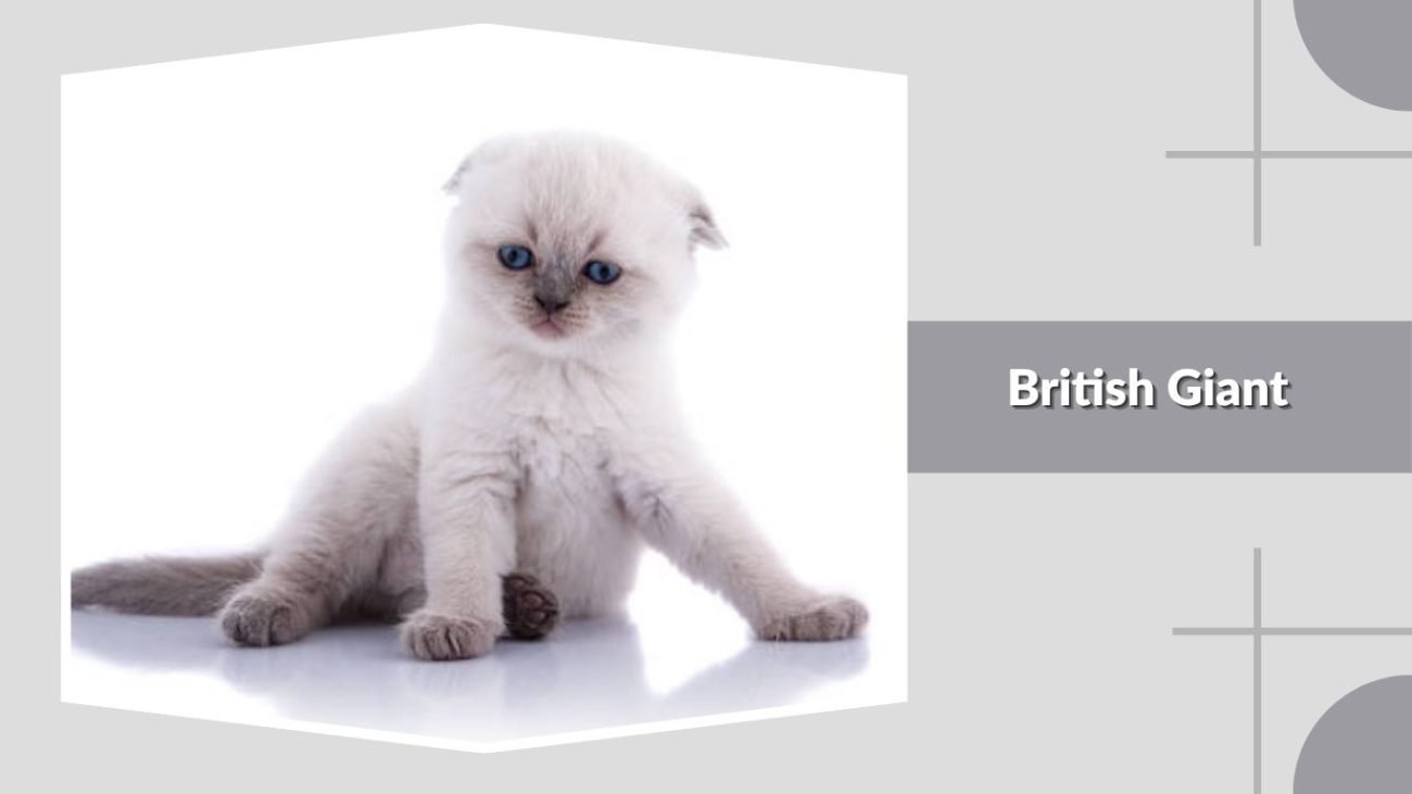 British Giant