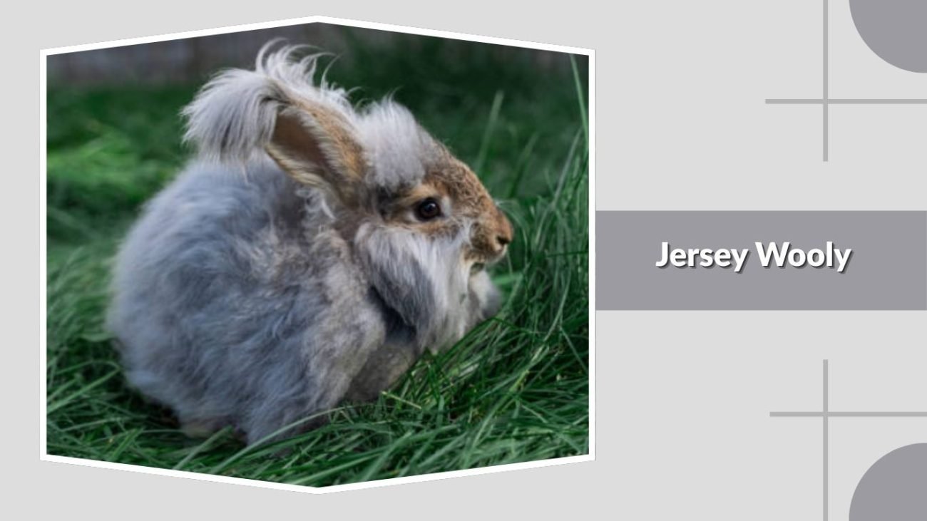 Jersey Wooly