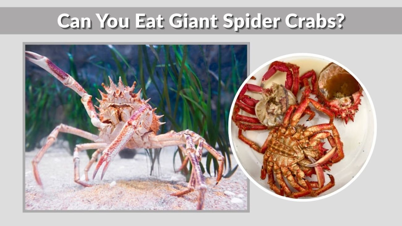 Can You Eat Giant Spider Crabs?