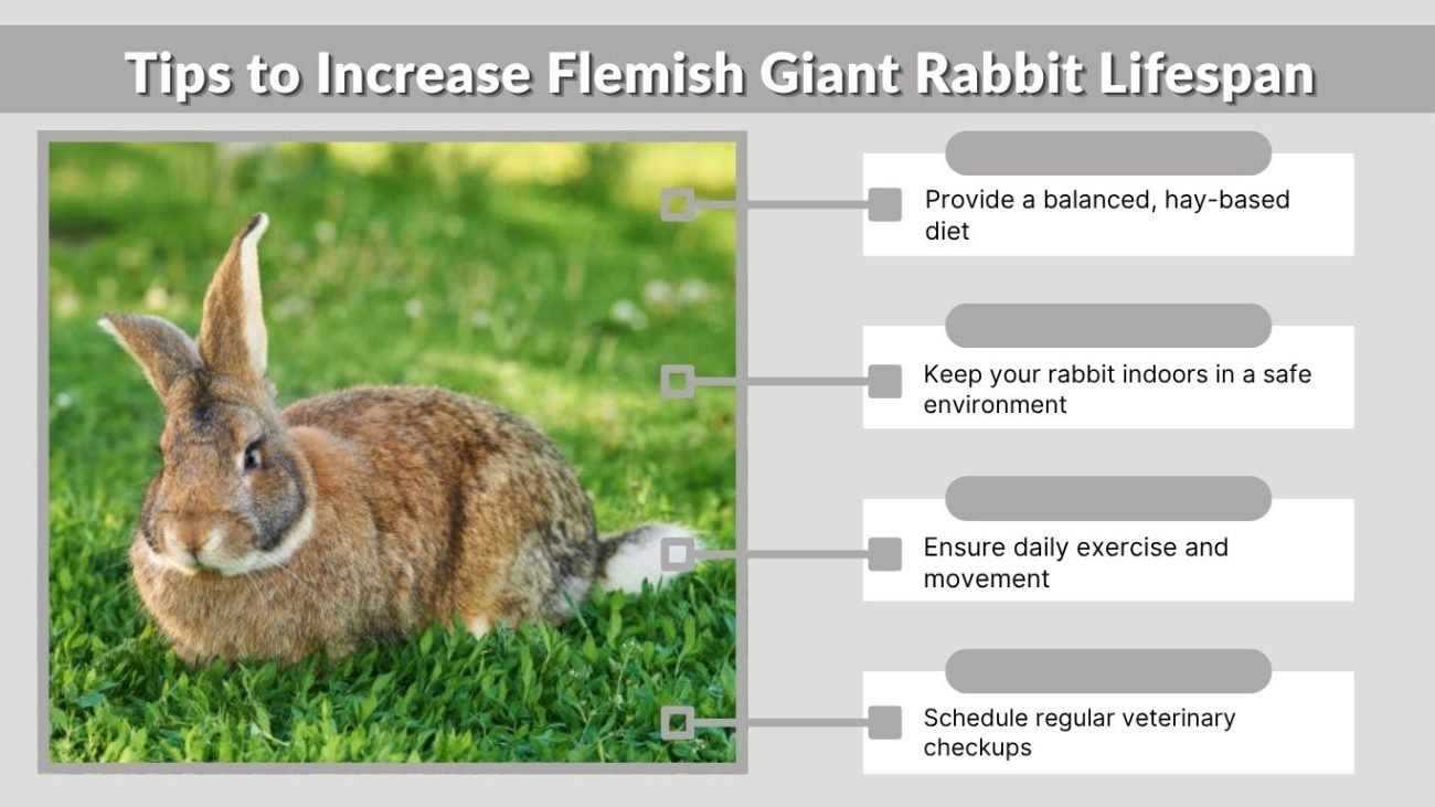 Tips to Increase Flemish Giant Rabbit Lifespan