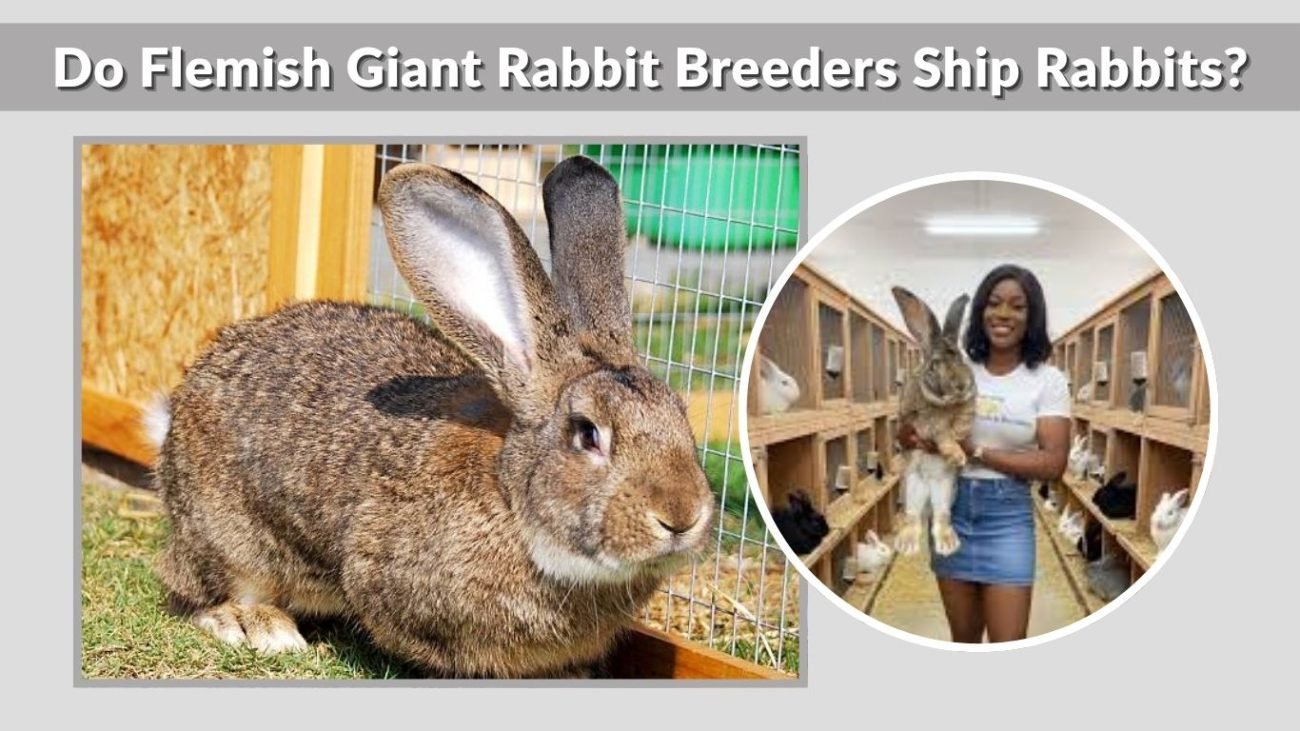 Do Flemish Giant Rabbit Breeders Ship Rabbits?