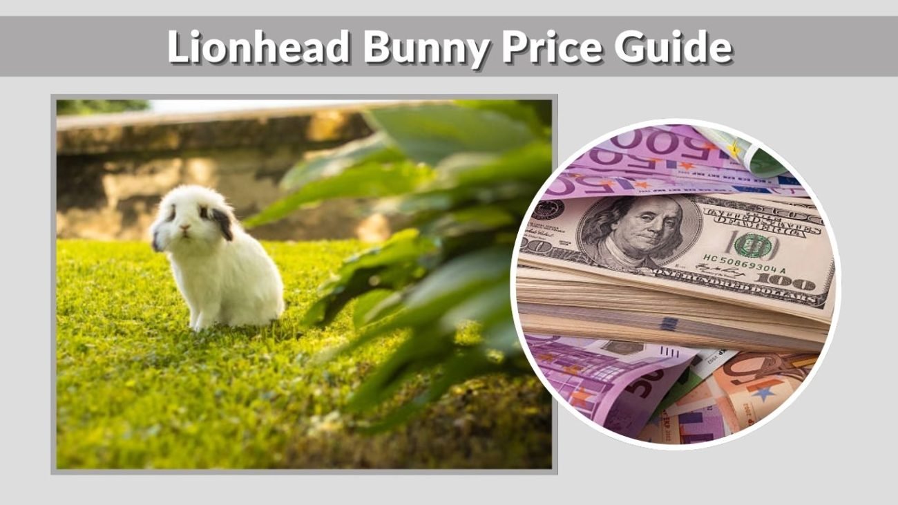 Lionhead Bunny Price Guide