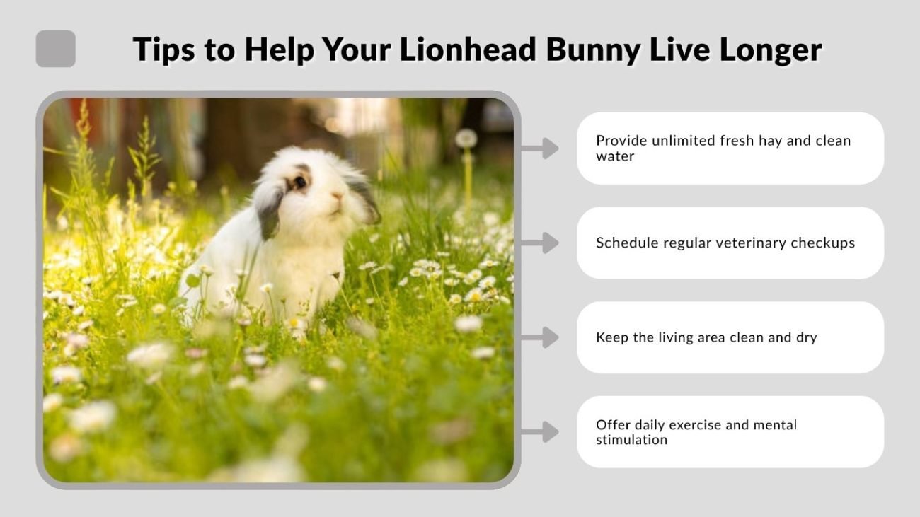 Tips to Help Your Lionhead Bunny Live Longer