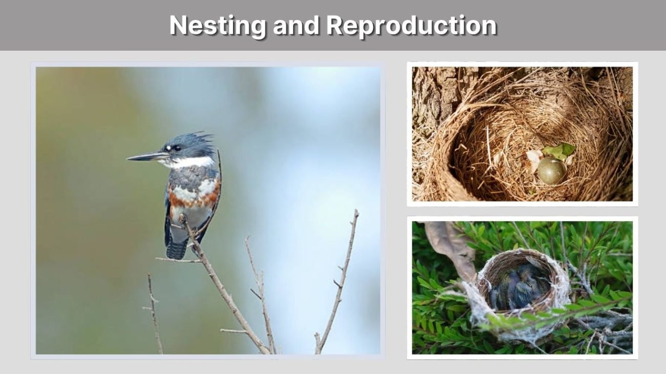 Nesting and Reproduction