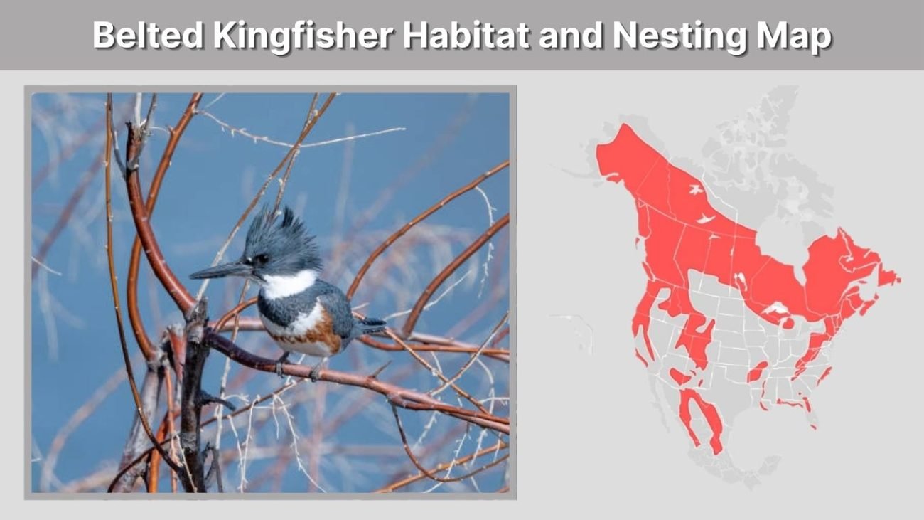 Belted Kingfisher Habitat and Nesting Map
