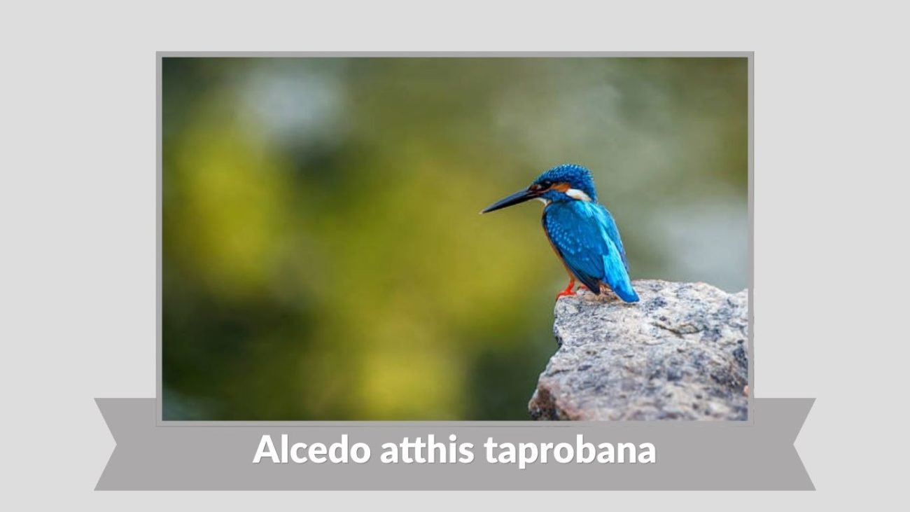 Alcedo atthis taprobana
