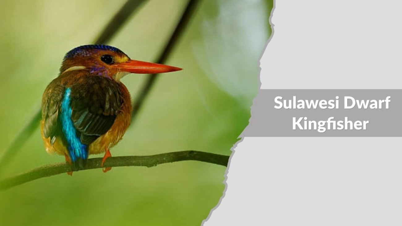 Sulawesi Dwarf Kingfisher