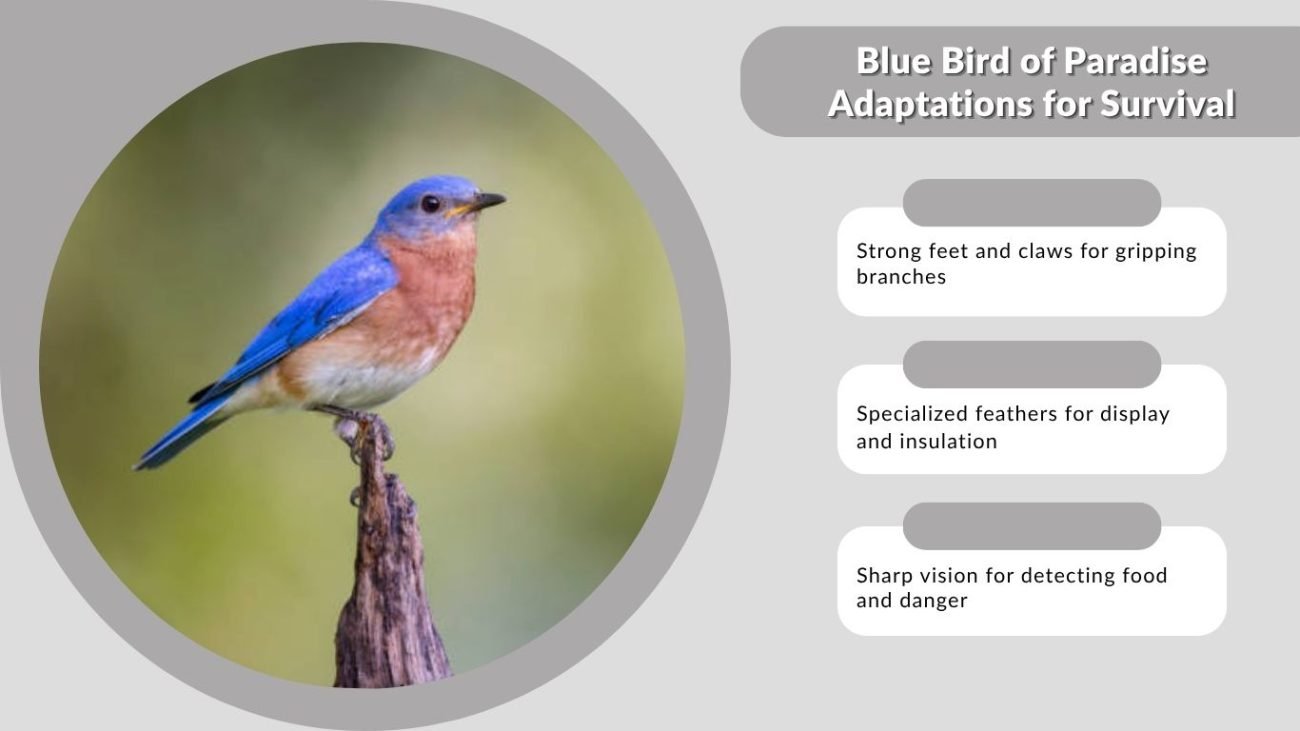 Blue Bird of Paradise Adaptations for Survival