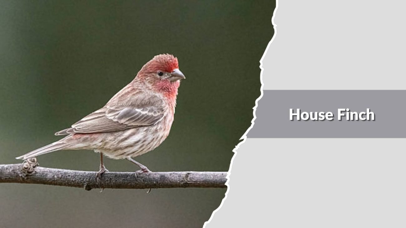 House Finch