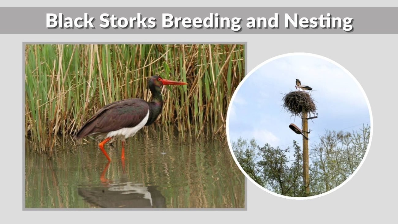 Black Storks Breeding and Nesting