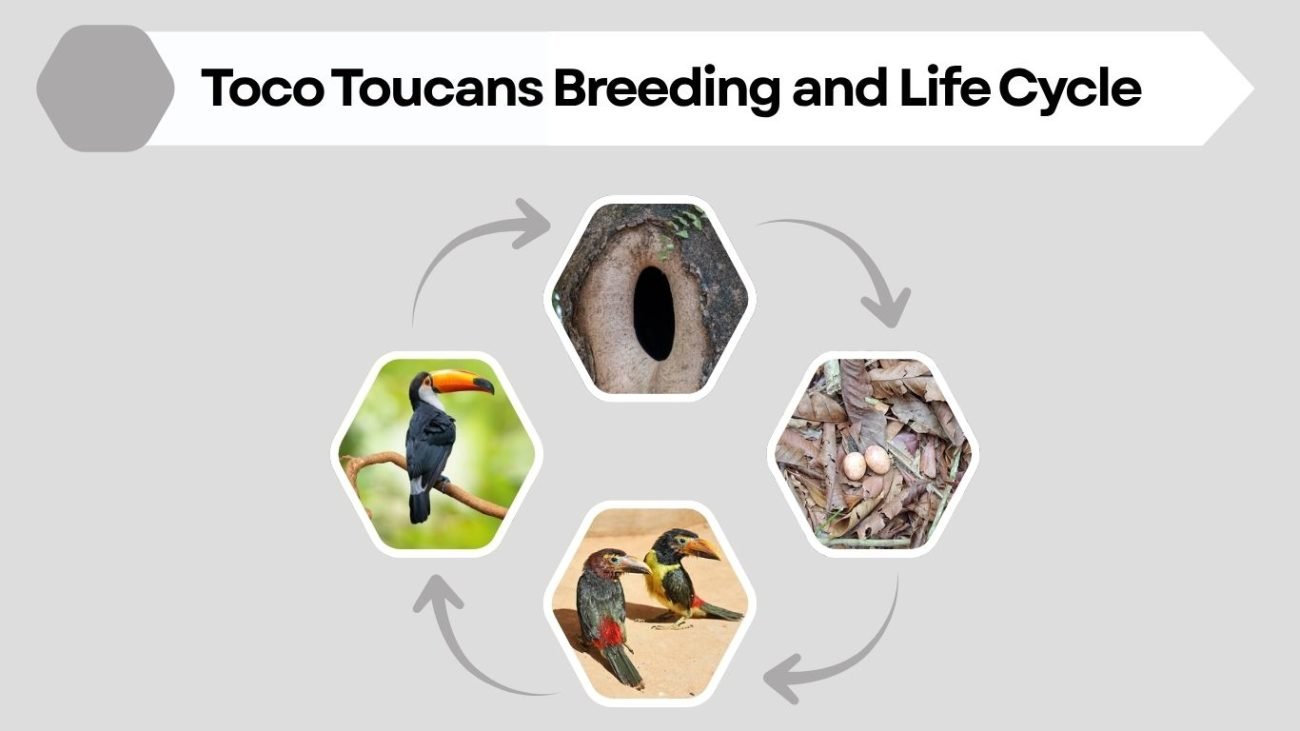 Toco Toucans Breeding and Life Cycle