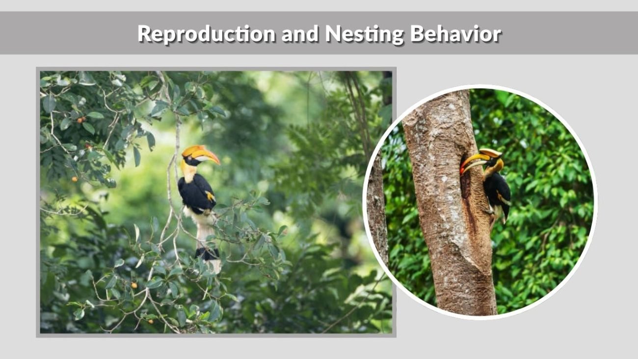 Reproduction and Nesting Behavior