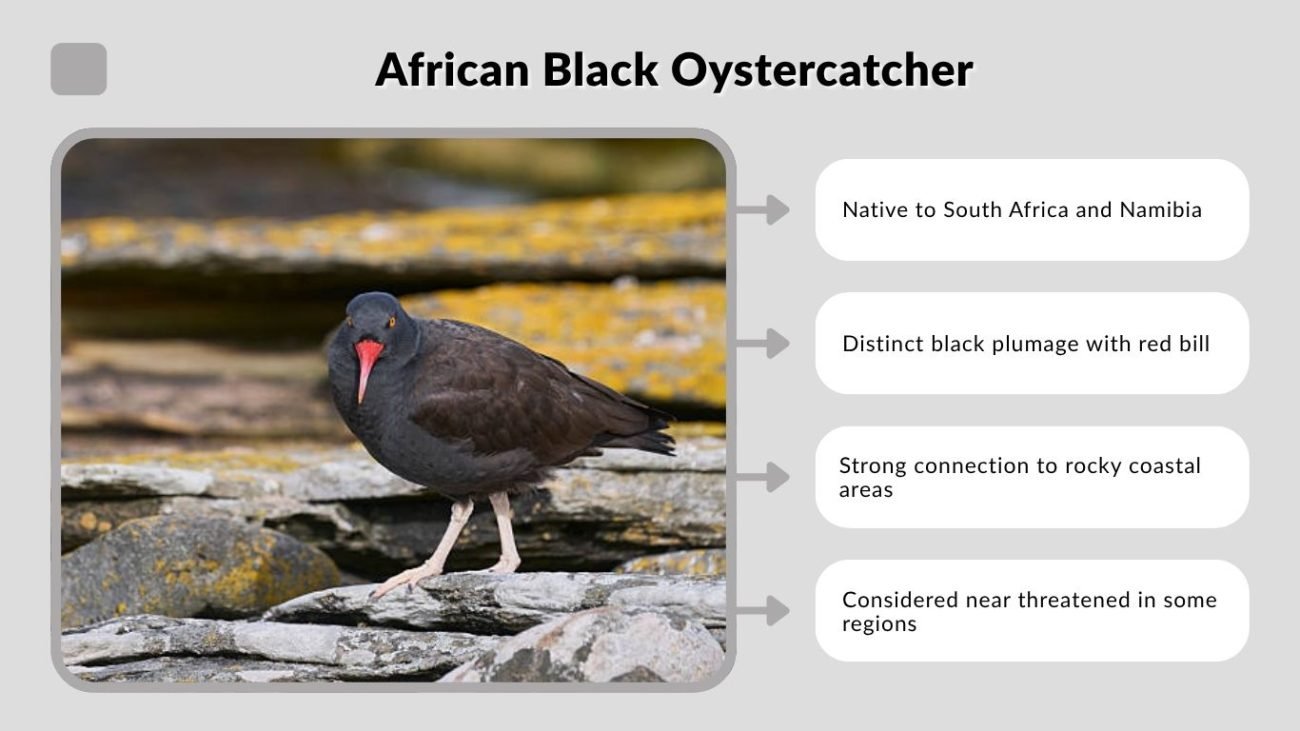 African Black Oystercatcher