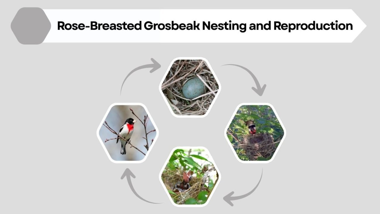 Rose-Breasted Grosbeak Nesting and Reproduction
