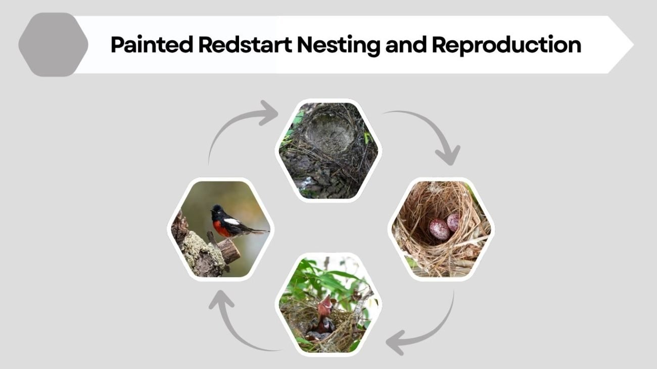 Painted Redstart Nesting and Reproduction