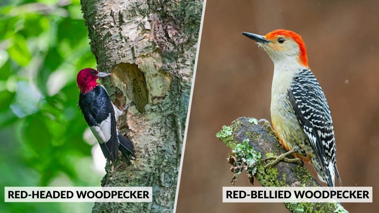 Comparison with Similar Woodpeckers