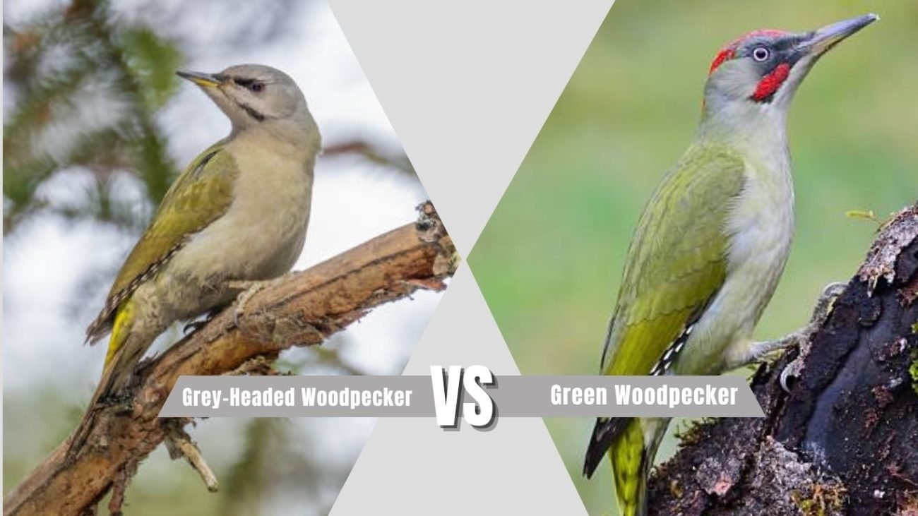 Grey-Headed Woodpecker vs Green Woodpecker