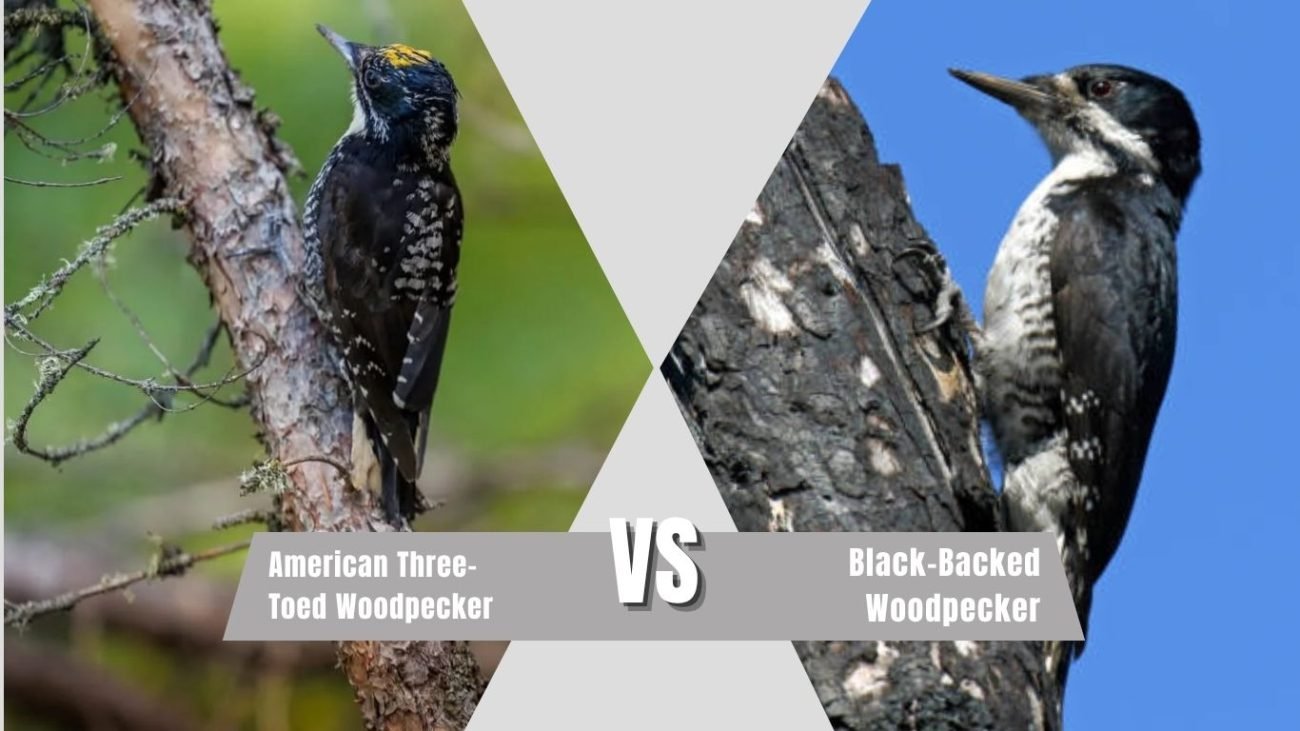 American Three-Toed Woodpecker vs Black-Backed Woodpecker