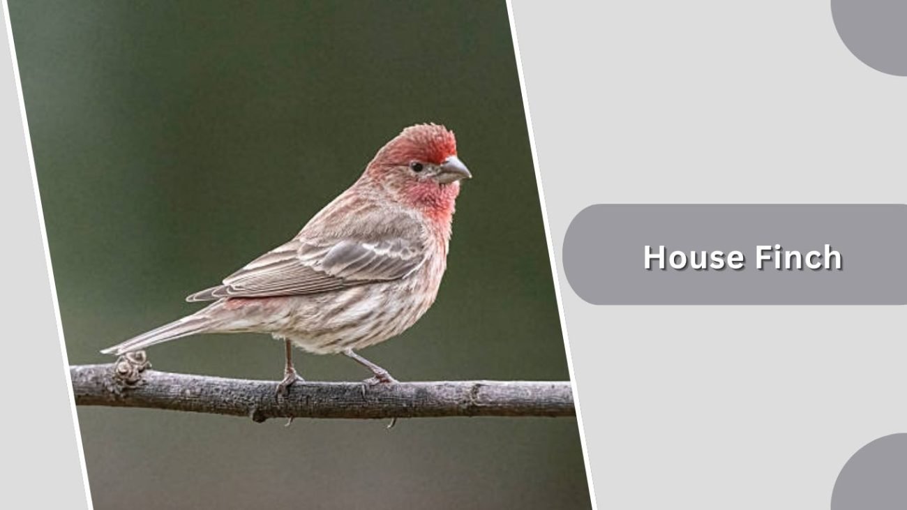 House Finch