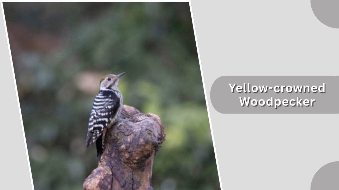 Yellow-crowned Woodpecker