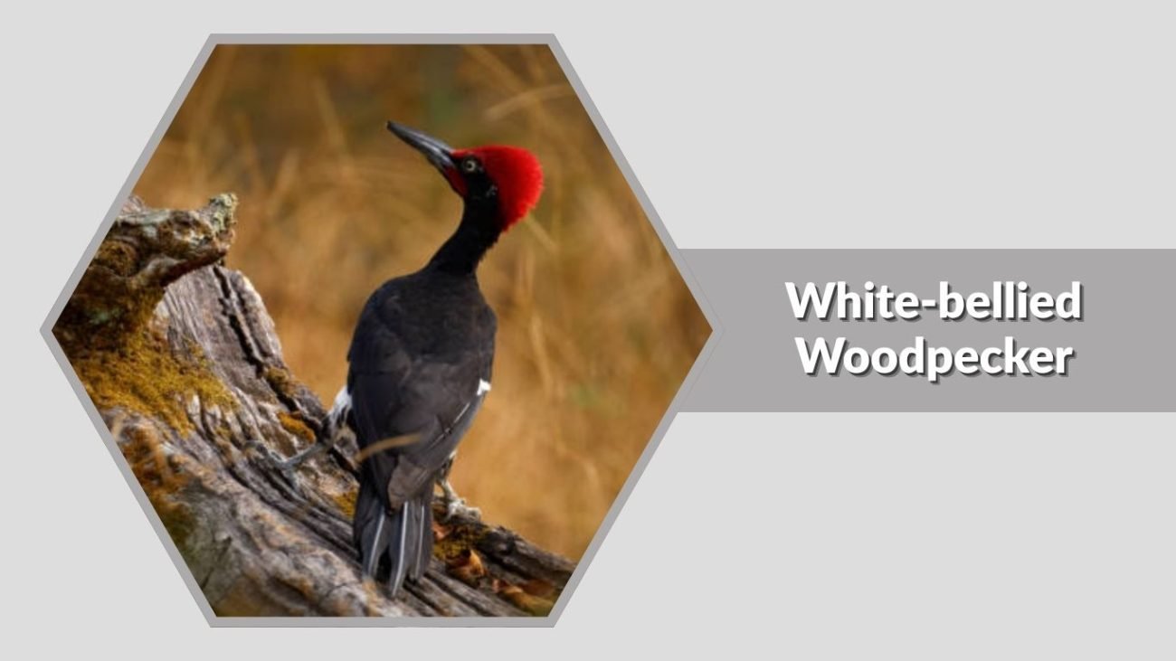 White-bellied Woodpecker