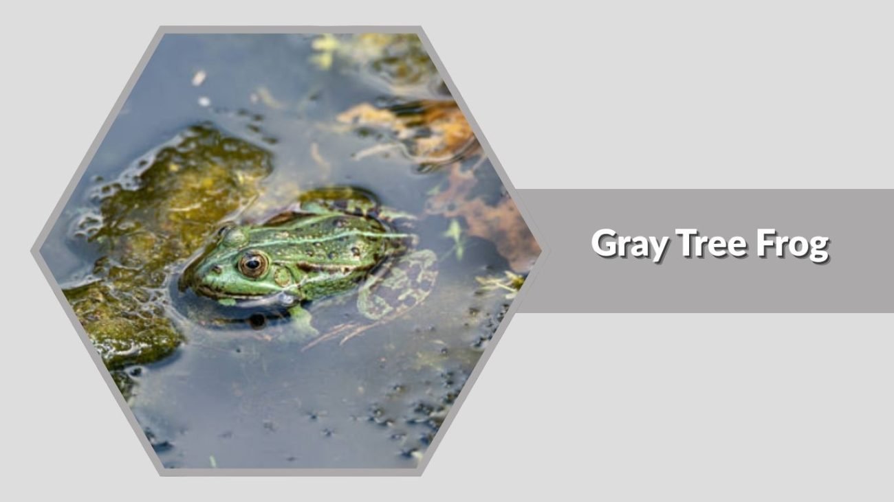 Gray Tree Frog