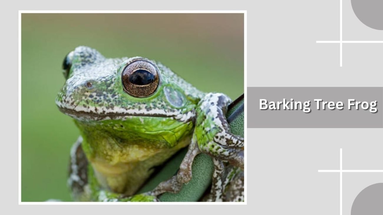 Barking Tree Frog