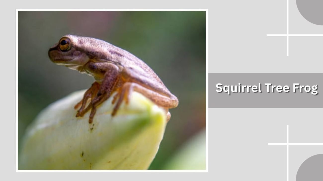 Squirrel Tree Frog