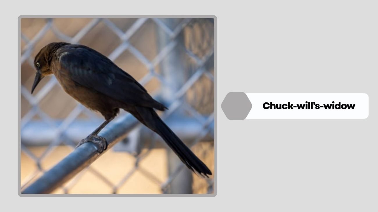 Chuck-will’s-widow