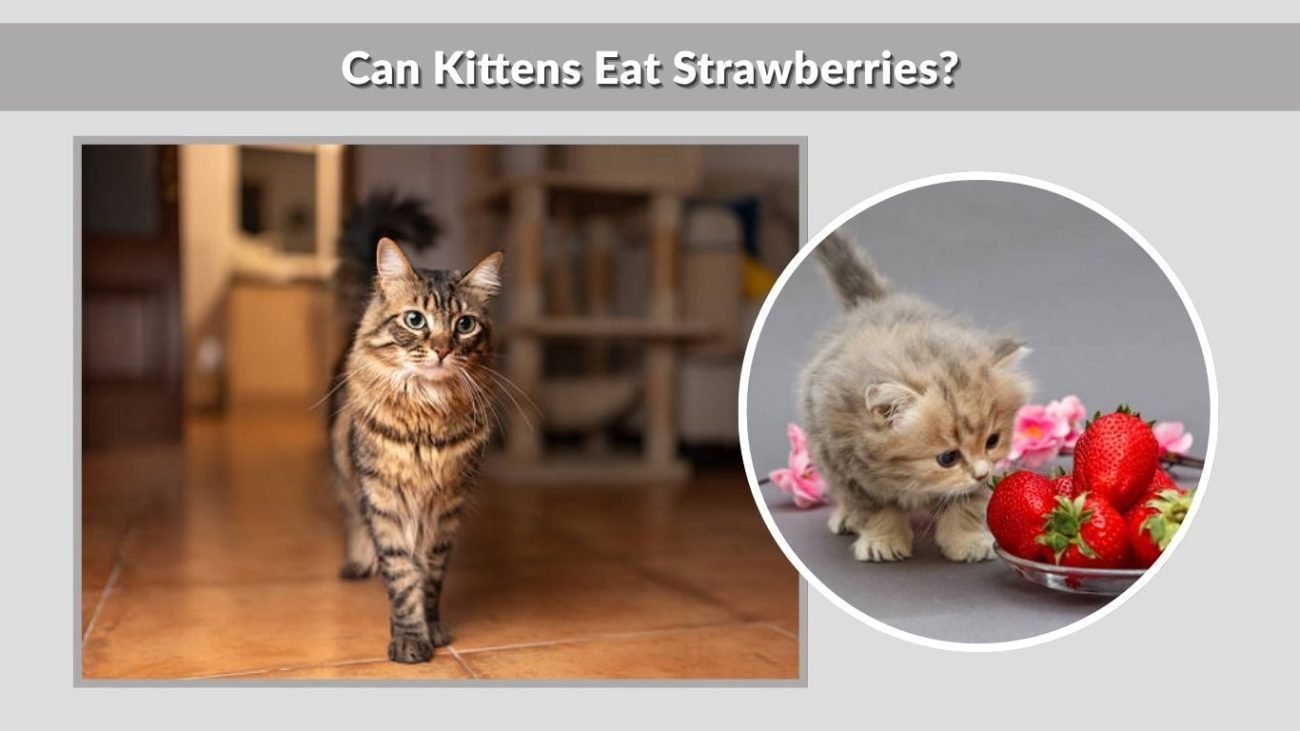 Can Kittens Eat Strawberries?