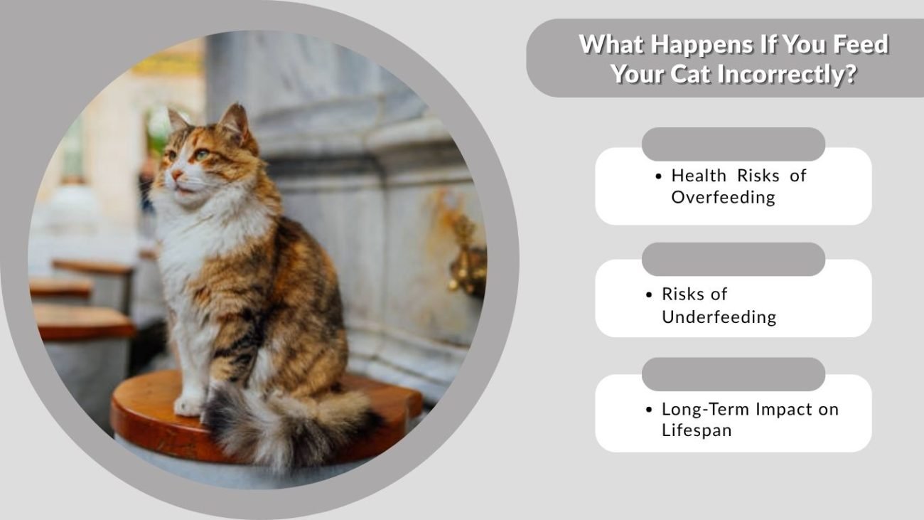 What Happens If You Feed Your Cat Incorrectly?