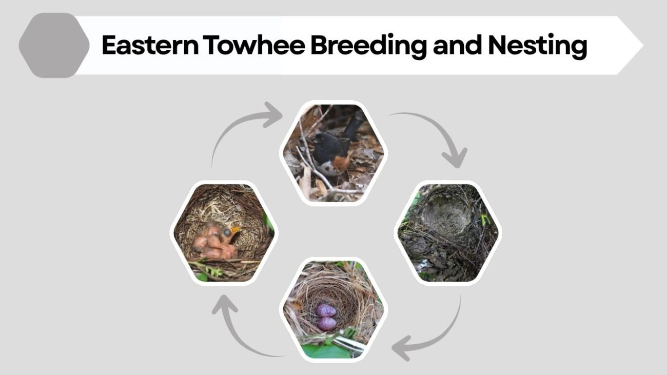 Eastern Towhee Breeding and Nesting