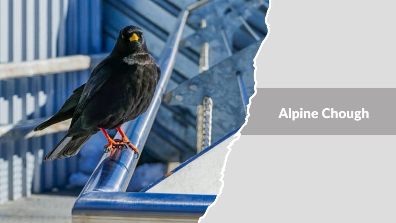 Alpine Chough