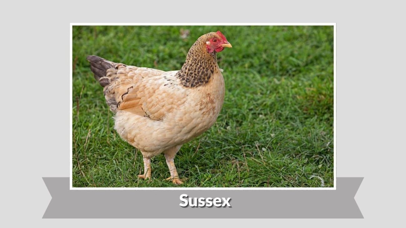  Sussex