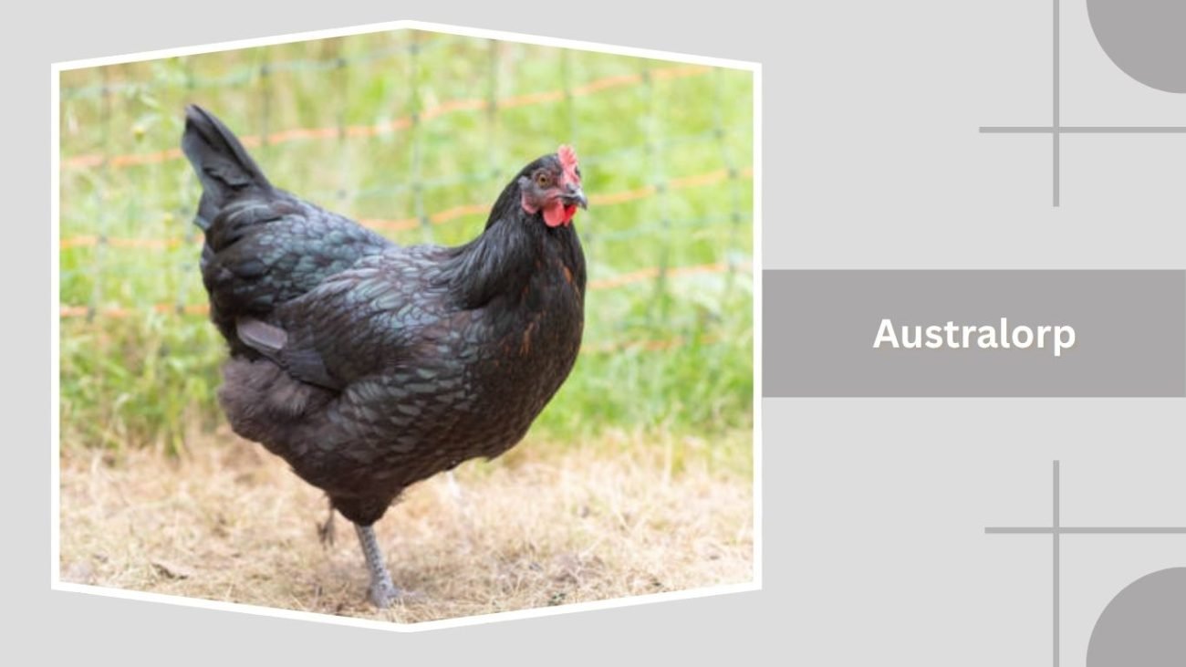 Australorp