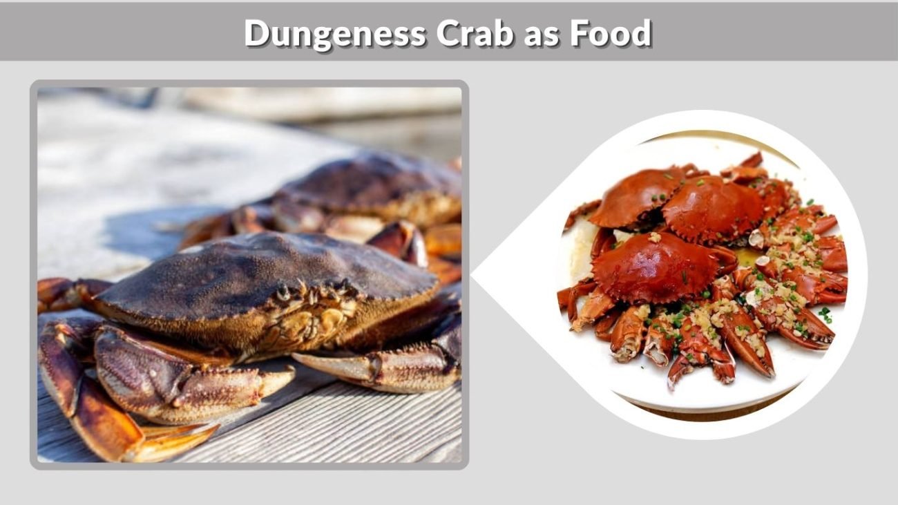 Dungeness Crab as Food