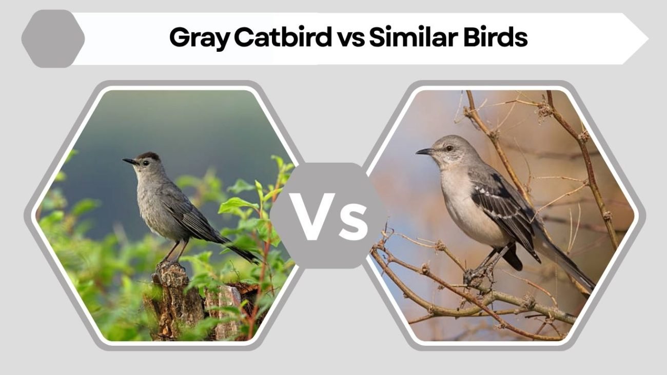 Gray Catbird vs Similar Birds