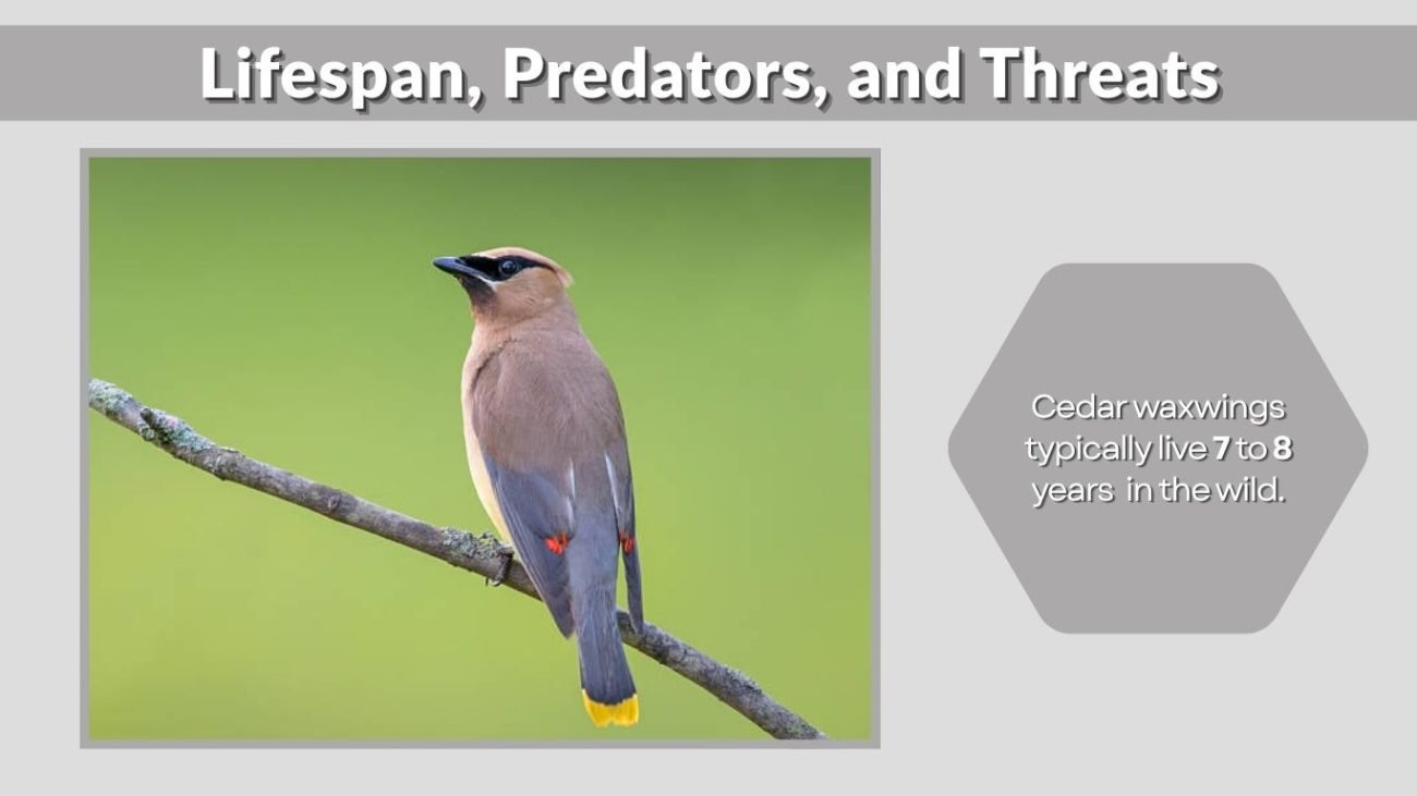 Lifespan, Predators, and Threats