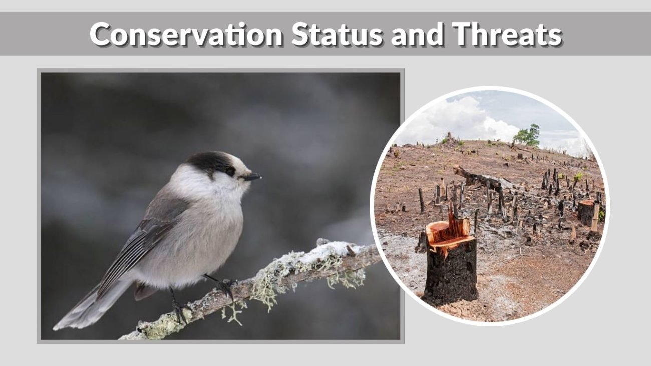 Conservation Status and Threats
