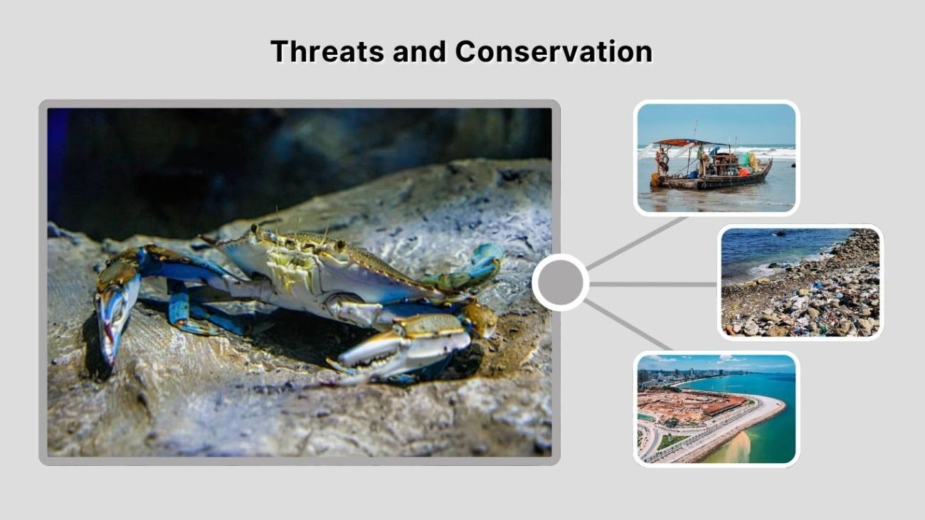 Threats and Conservation