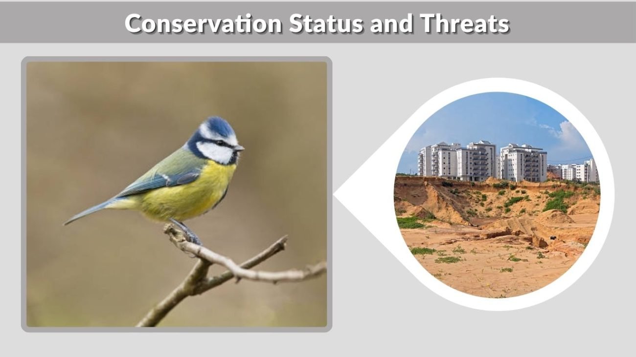 Conservation Status and Threats