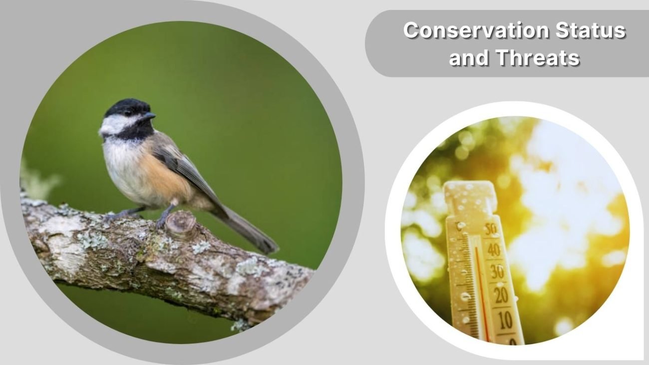 Conservation Status and Threats