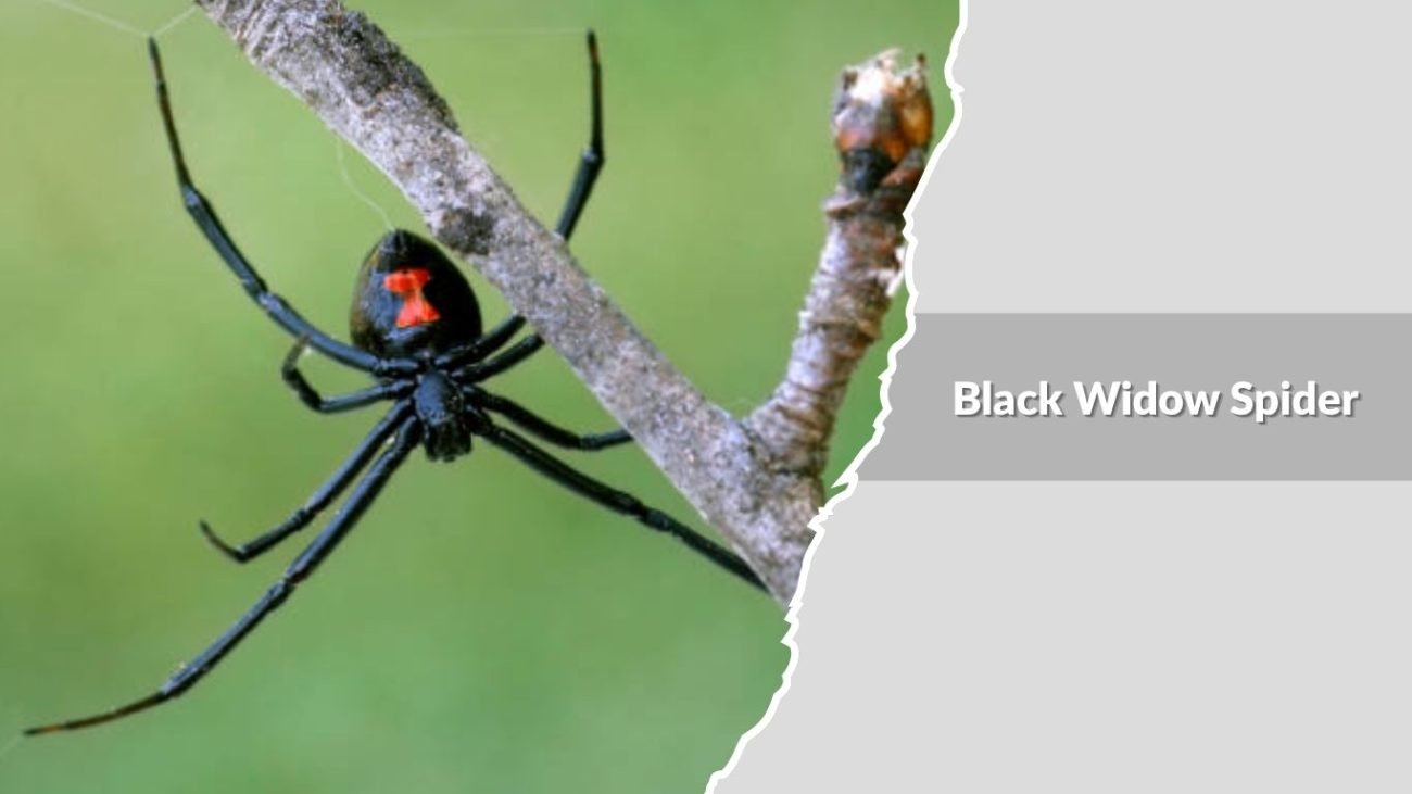 Black Widow Spider (Latrodectus species)