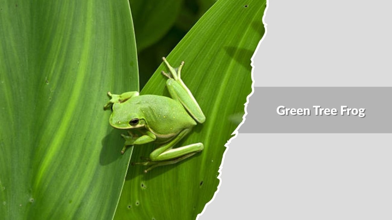 Green Tree Frog