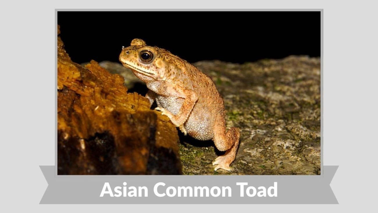 Asian Common Toad