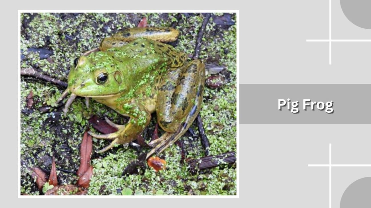 Pig Frog