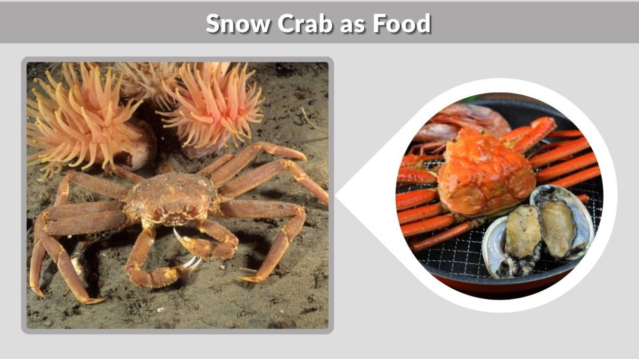 Snow Crab as Food