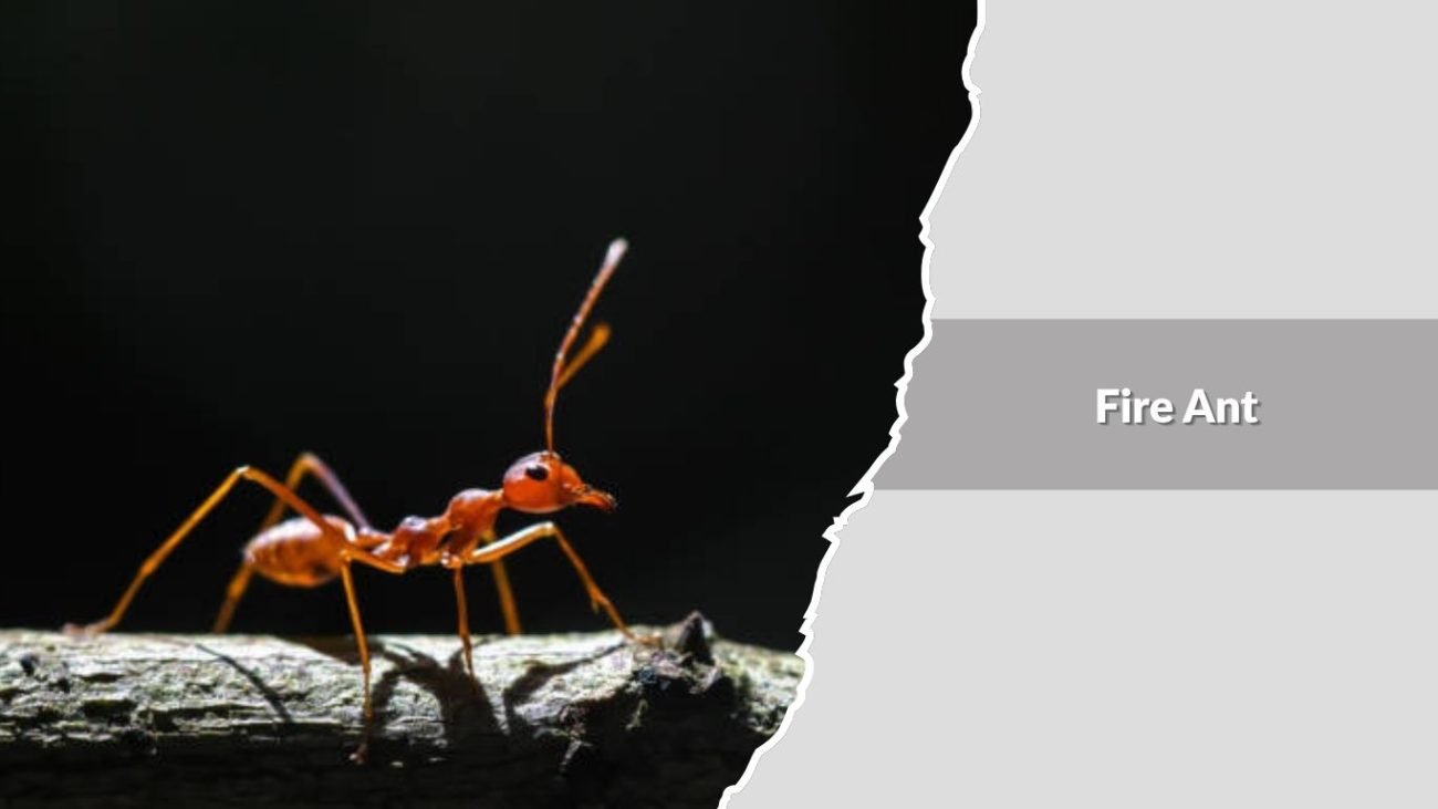 Fire Ant
